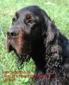 Setter Gordon CAMELOT'S PRINCE COUNTRY-SQUIRE